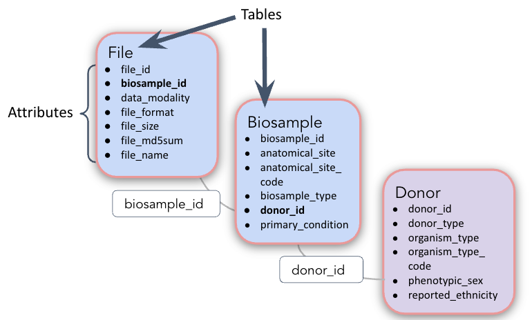 Diagram of simple AnVIL data model with three tables - donor, biosample, and file - each with several attributes and connected with the foreign key of the subtable