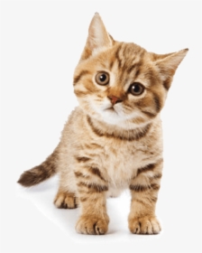 cute_cat.png